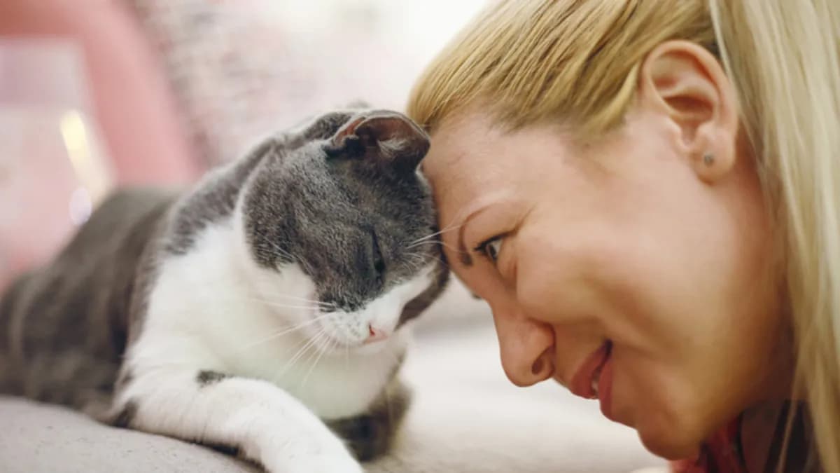 Ev ortamında duran bir kedi