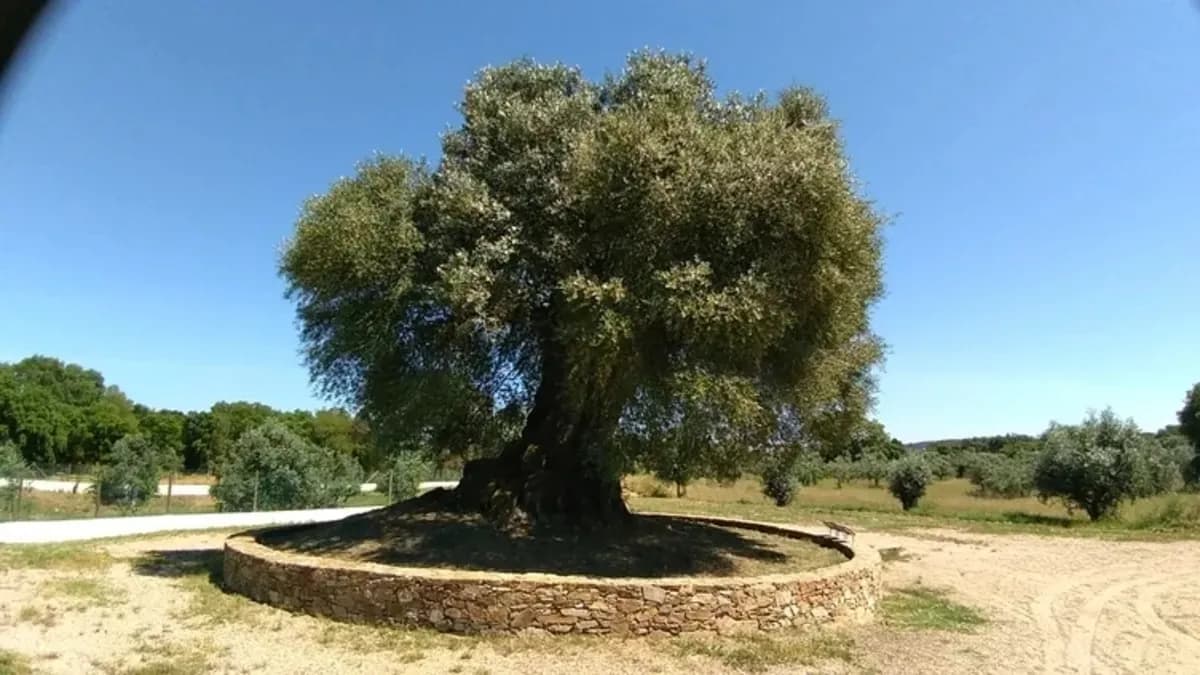 3 bin 700 yıllık zeytin ağacı hâlâ zeytin veriyor mu? Oliveira do Peso'nun yaşı nasıl hesaplandı?