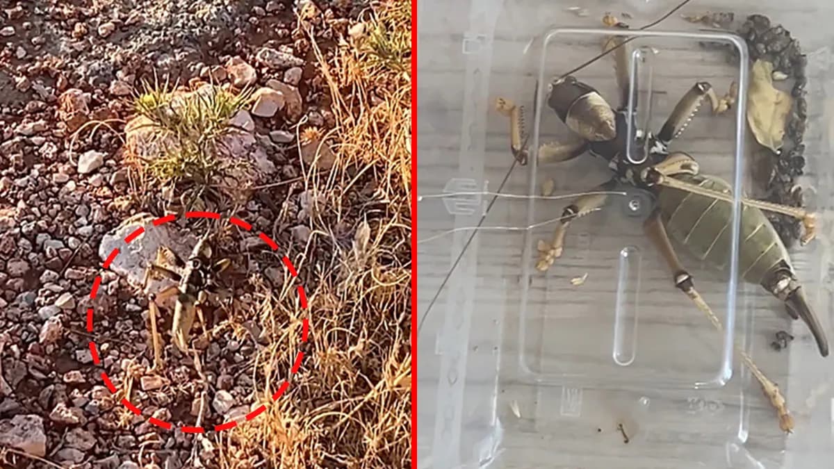 Nemrut'ta çekirge toplayanlara neden 1,4 milyon lira ceza kesildi? Canlı çekirgeler genetik çalışma için mi toplanıyordu?