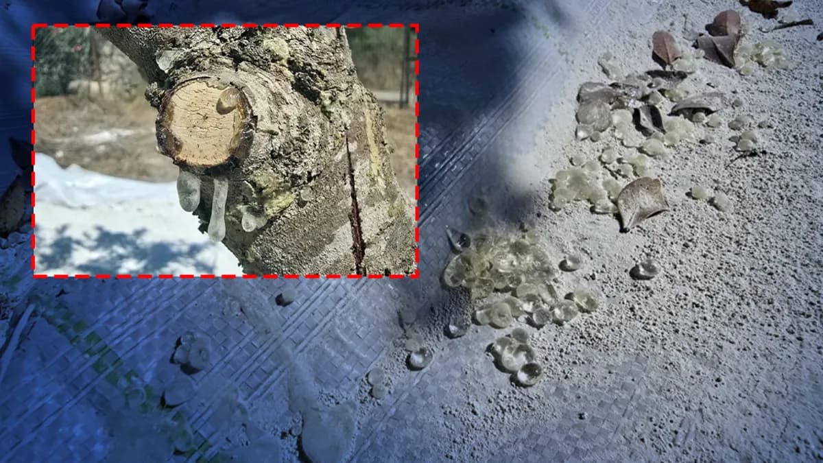 11 yıl boyunca gözü gibi baktılar: Şimdi kilosu 35 bin liradan satılıyor; Muğla sakızının kilosu ne kadar, üretim ne zaman başladı?
