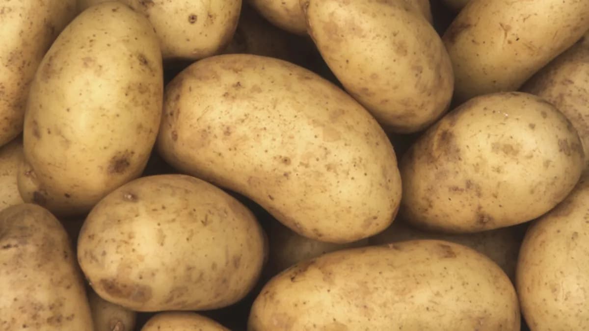 Patates nasıl saklanır, filizlenmemesi için ne yapılır? Patatesin yanına elma koymak filizlenmeyi gerçekten durdurur mu?