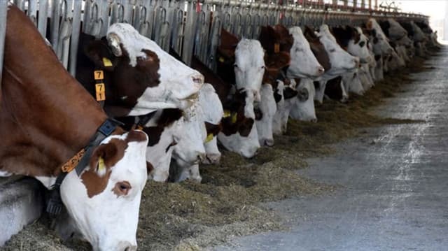 Tarım destekleri Resmi Gazete'de: Mercimek ve nohutta yüzde 141 artış